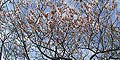 stiwebs