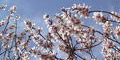 stiwebs