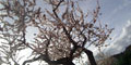 stiwebs