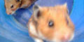 stiwebs