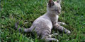 stiwebs