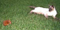 stiwebs