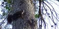 stiwebs
