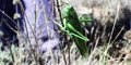 stiwebs