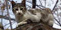 stiwebs
