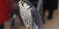 stiwebs