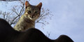 stiwebs