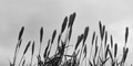 stiwebs