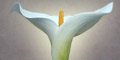 stiwebs