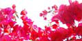 stiwebs