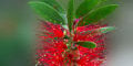stiwebs
