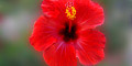stiwebs