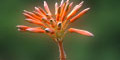 stiwebs