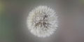 stiwebs