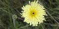 stiwebs