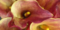 stiwebs