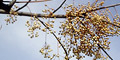 stiwebs