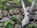 stiwebs