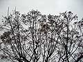 stiwebs